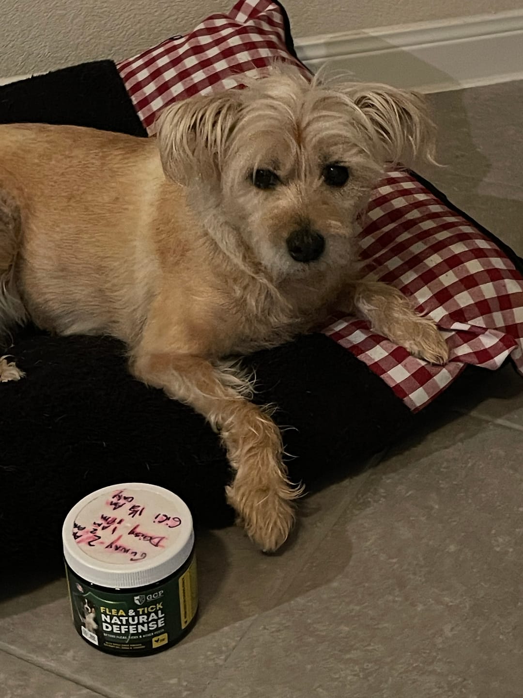 Customer photo review of Guardian's Choice All Natural Flea, Tick and Mosquito Deterrent for Dogs - 100 Soft Chews 10.00% Off Auto renew