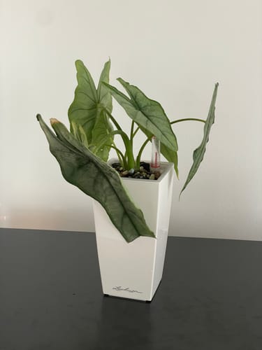 Customer photo review of Muddis Erde - Mineralisches Substrat