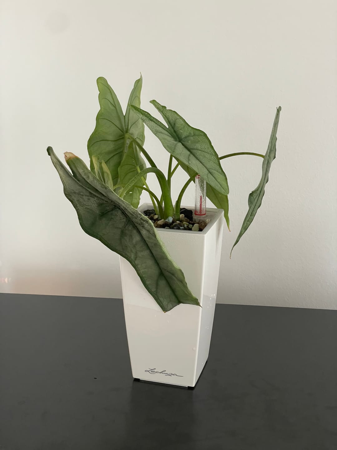 Customer photo review of Muddis Erde - Mineralisches Substrat