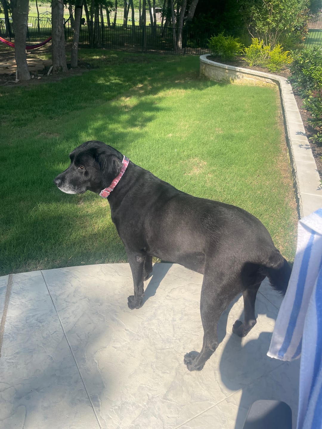 Customer photo review of Susan G. Komen Pink Camo Dog Collar
