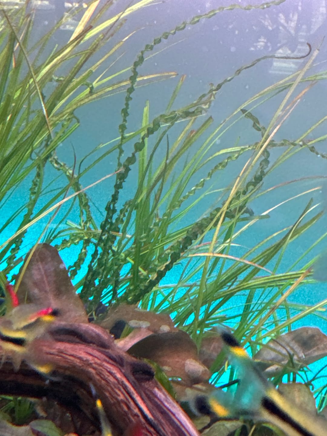 Customer photo review of CRINUM CALAMISTRATUM