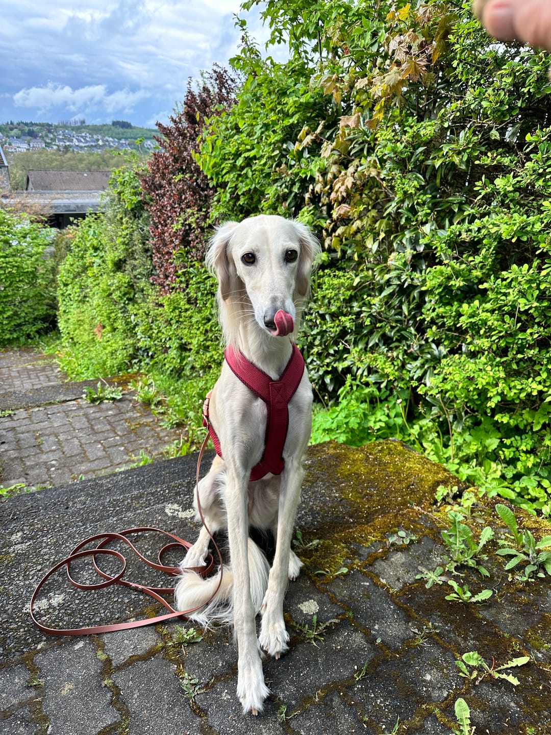 Customer photo review of Hundegeschirr PRO "Bordeaux"