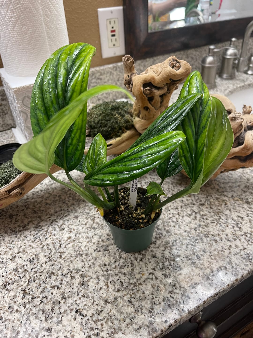 Customer photo review of Monstera aureopinnata