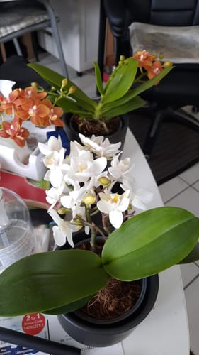 Customer photo review of Bonsai Duftorchidee Citrus mit orangefarbenen Blüten, Keramik und 3+ Stielen