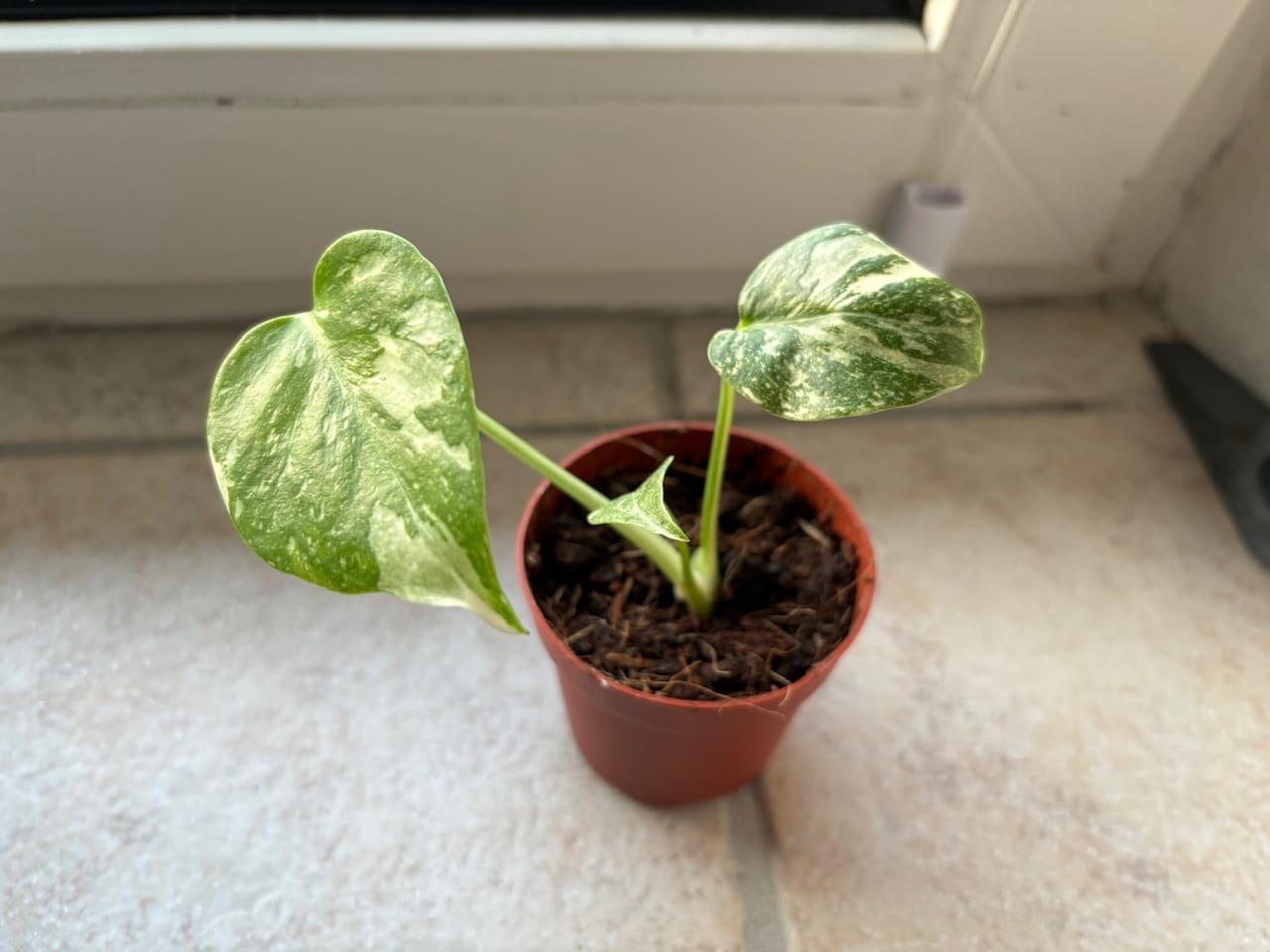 Customer photo review of Monstera Thai Constellation - Babypflanze