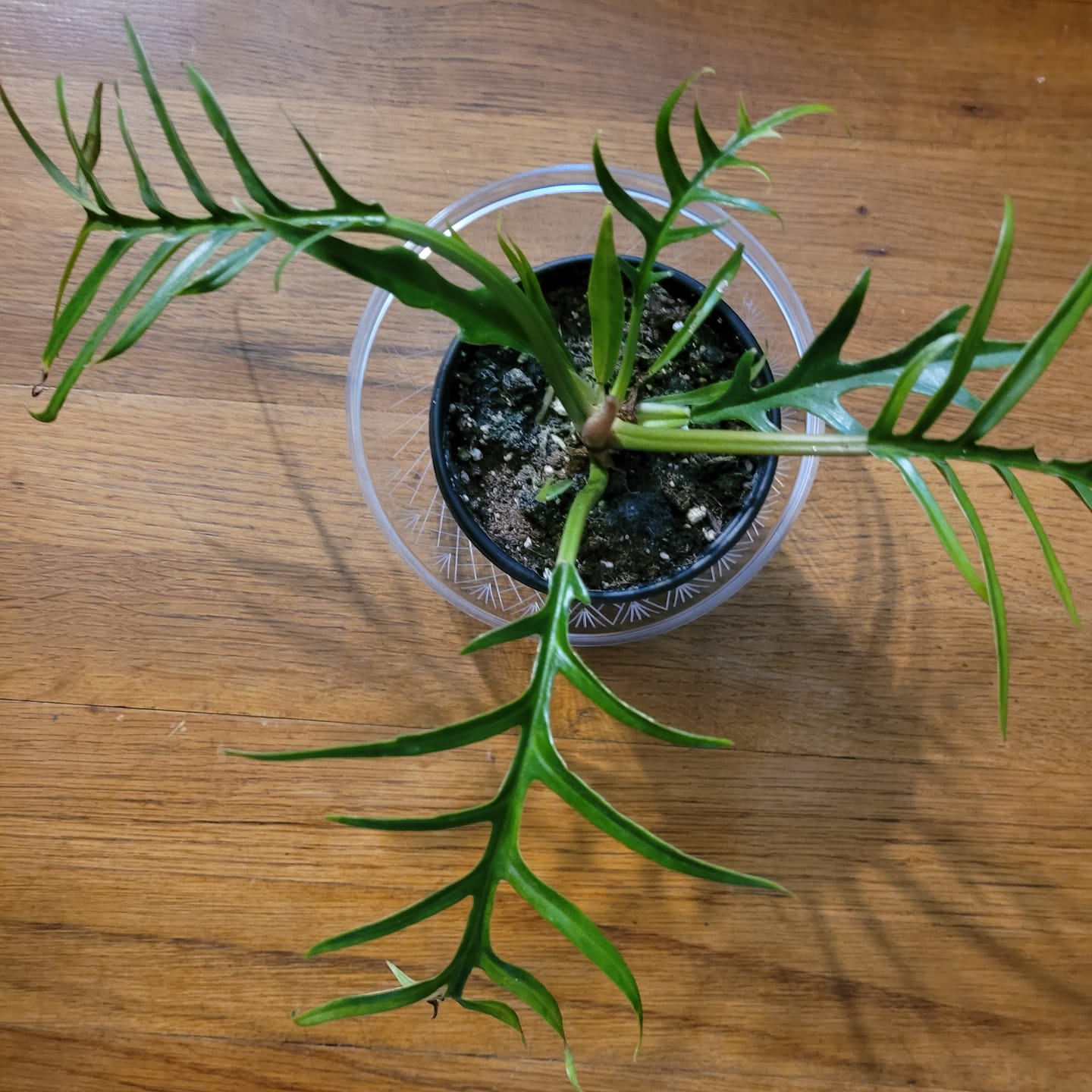 Customer photo review of Philodendron tortum
