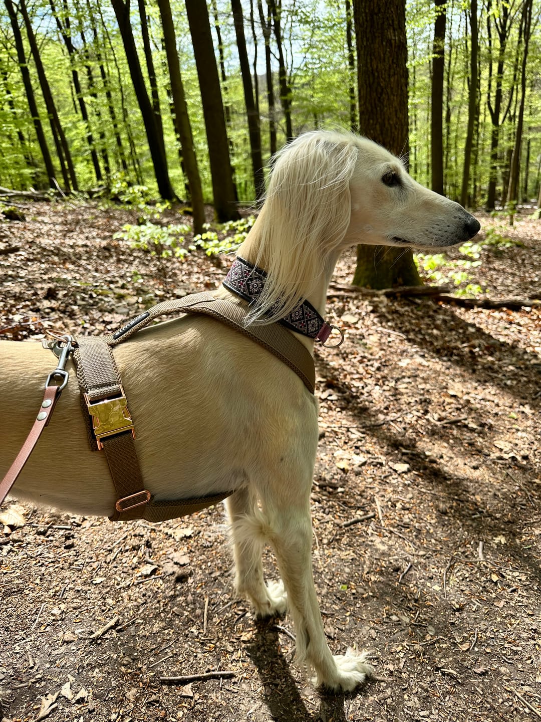 Customer photo review of Windhundgeschirr PRO "Golden Sand"