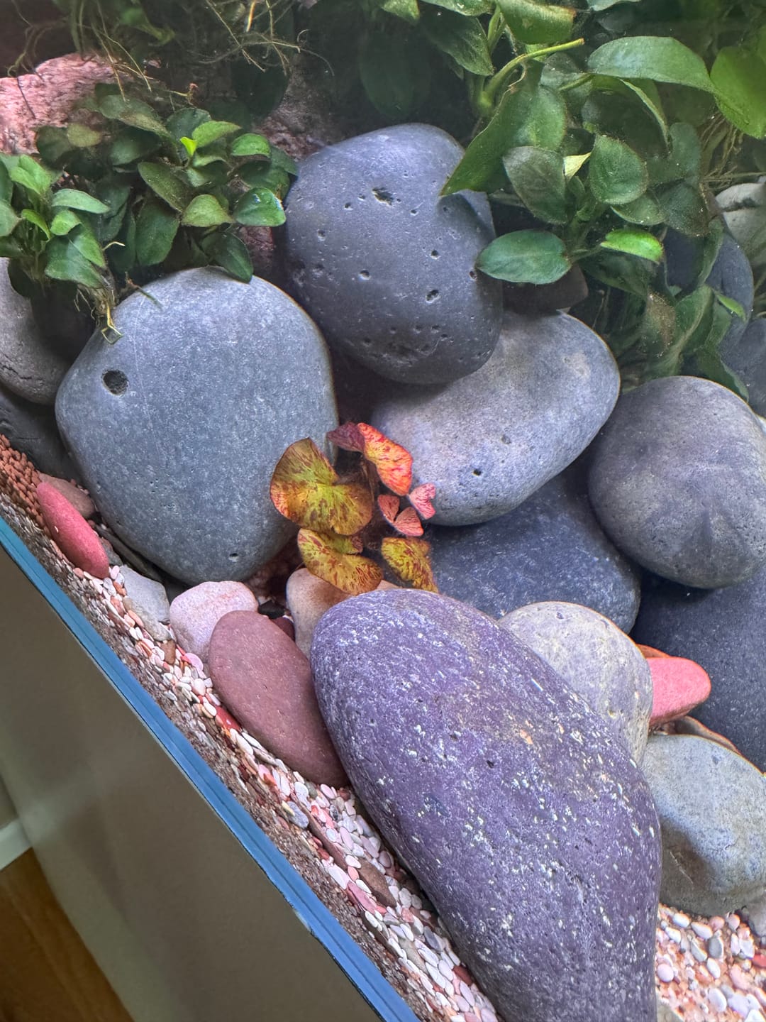 Customer photo review of Red Tiger Lotus "Nymphaea lotus Red" BULB