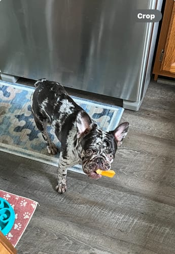 Customer photo review of MIX FLAVORED CHEWS ( A PACK OF 4 STICKS )
