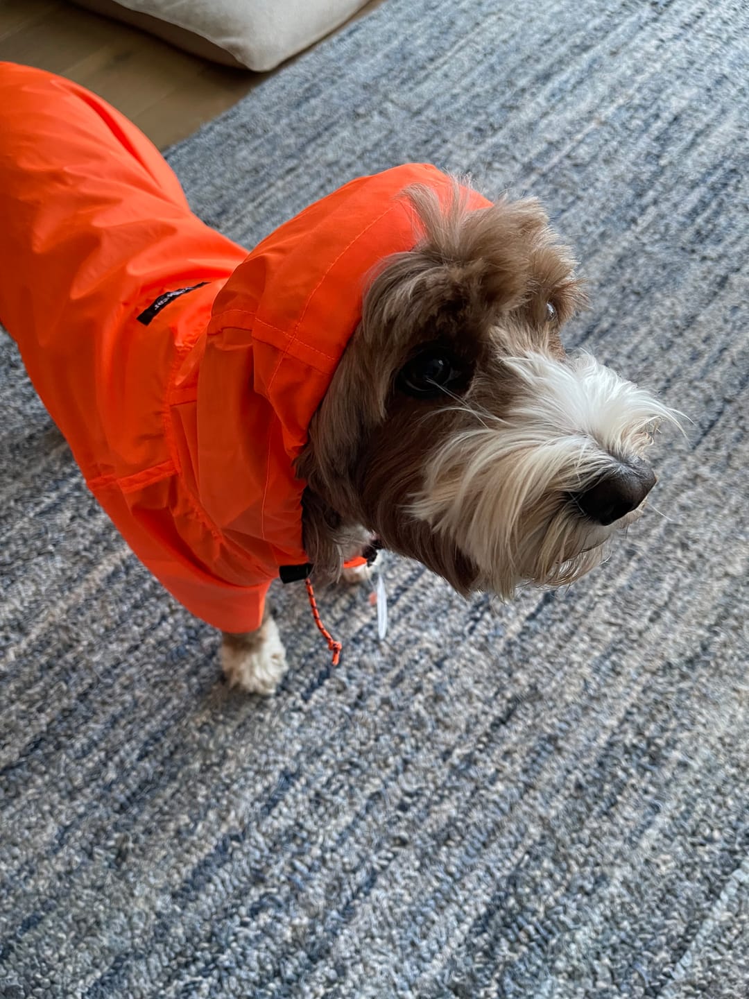 Customer photo review of Nylon Rainbreaker