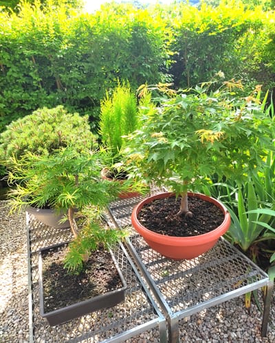 Customer photo review of TOTAL FORCE CB® (AFIDI, COCCINIGLIA, RAGNETTO ROSSO, MAL BIANCO)