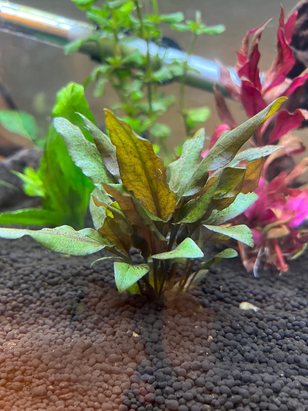 Customer photo review of Cryptocoryne Wendtii RED 'Mi Oya'