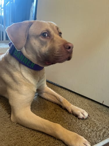 Customer photo review of Purple Bully Proof Collar