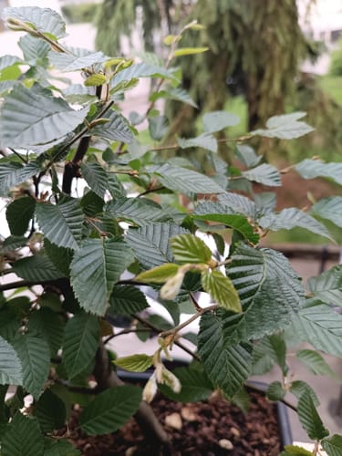 Customer photo review of MIRACLE CB® (Starter primaverile di nuova generazione)