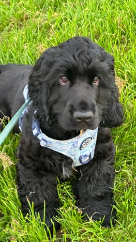 Customer photo review of Tough Trails™ Harness - Eeyore