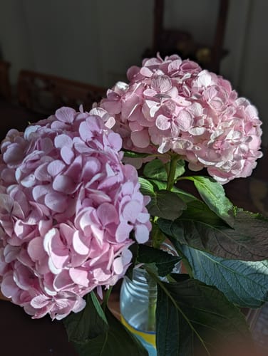 Customer photo review of Subscribe to Cut Flowers - PREMIUM