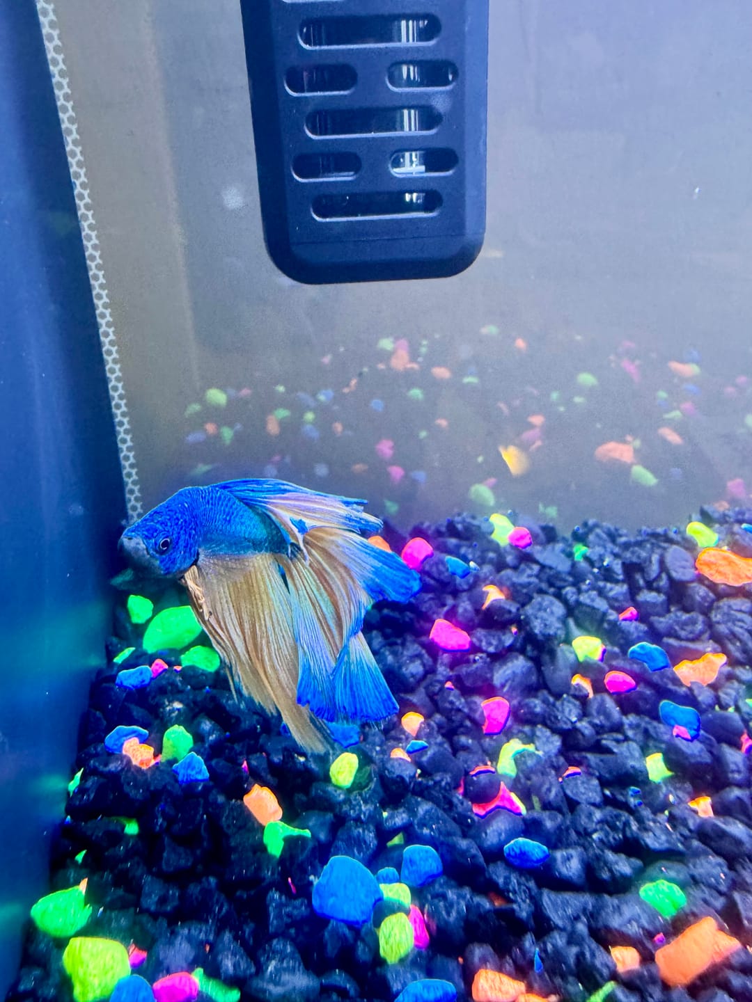 Customer photo review of Mustard Gas Blue Halfmoon Male Betta Fish