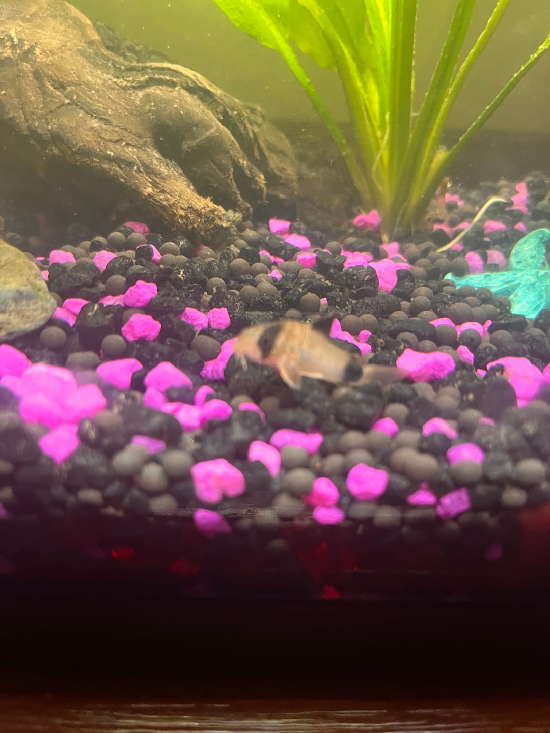 Customer photo review of Panda Cory Catfish (CORYDORAS PANDA)