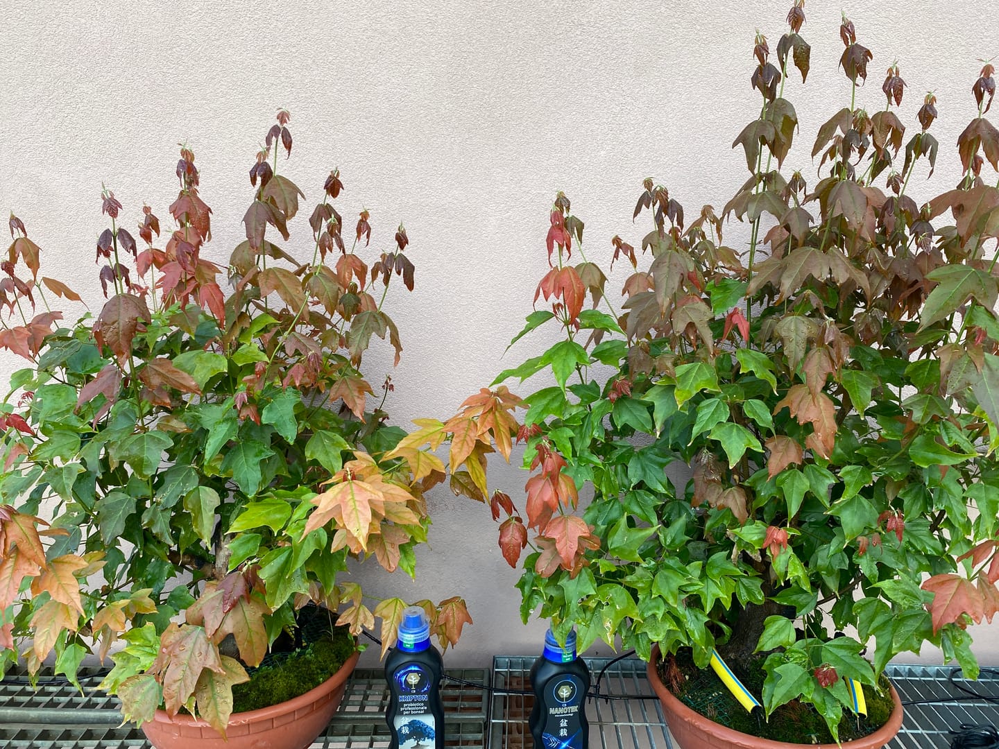 Customer photo review of CURA TOTALE PACK