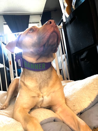 Customer photo review of Purple Bully Proof Collar