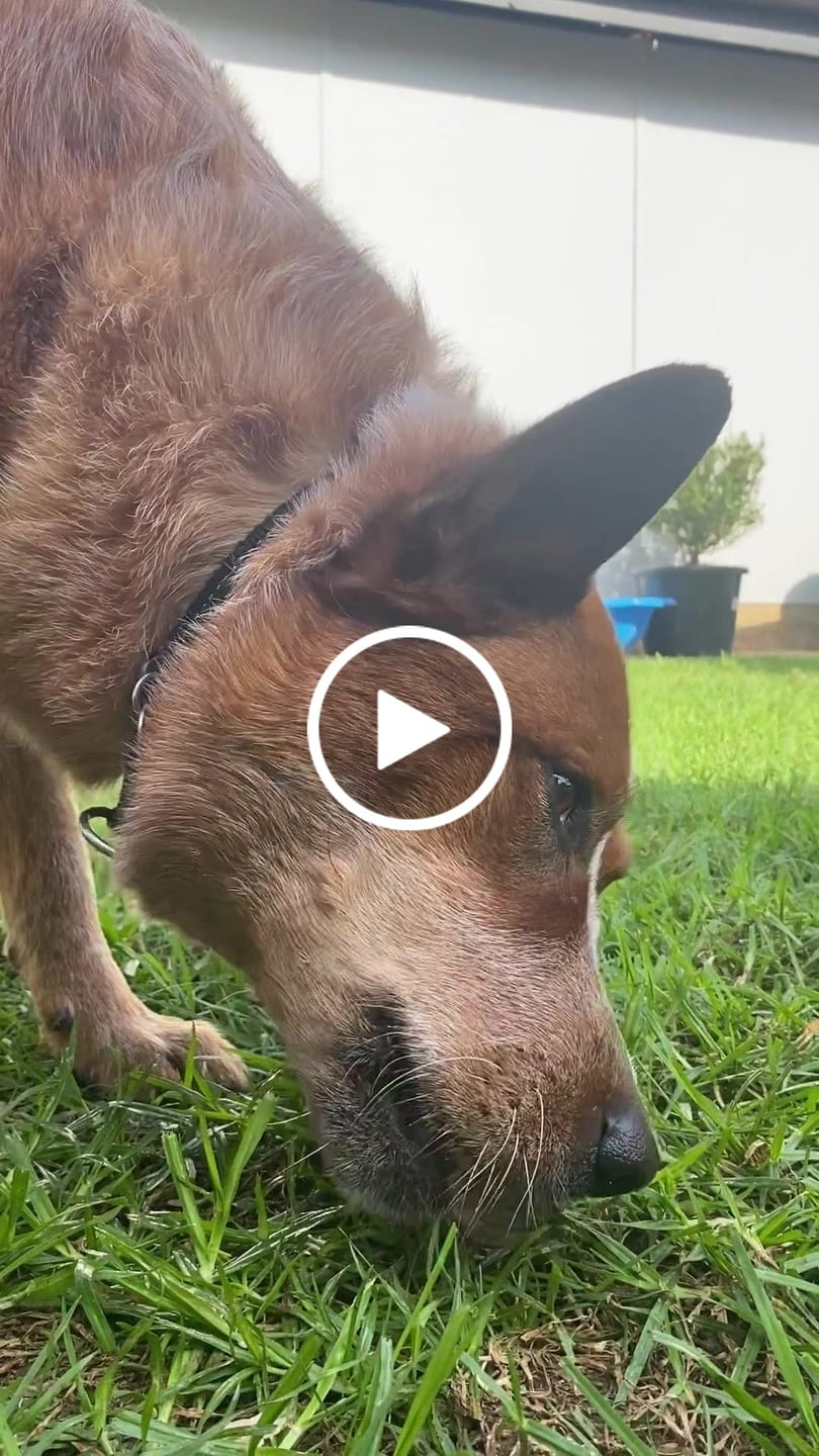 Customer video review of Salmon Heads for Dogs
