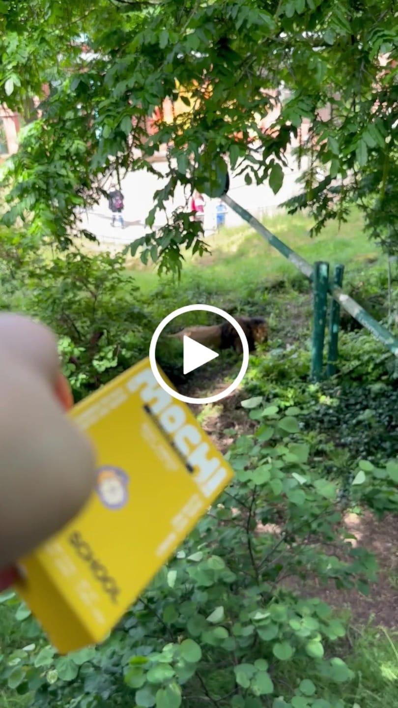 Customer video review of Golden Pear
