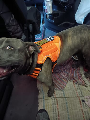 Customer photo review of NEW Reflective Blaze Orange Team K9 Tactical No-Pull Dog Harness with 4 Metal Buckles, Reinforced Front V-Ring, & Reflective Strips (Available Now!)
