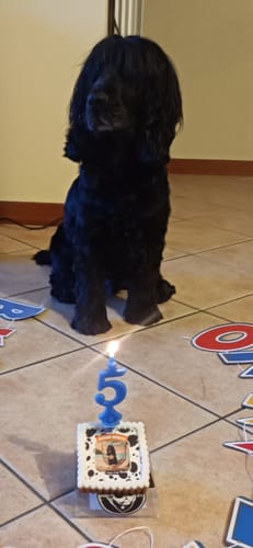 Customer photo review of Fotogenica 3 Tortina Per Cani CON FOTO e MESSAGGIO