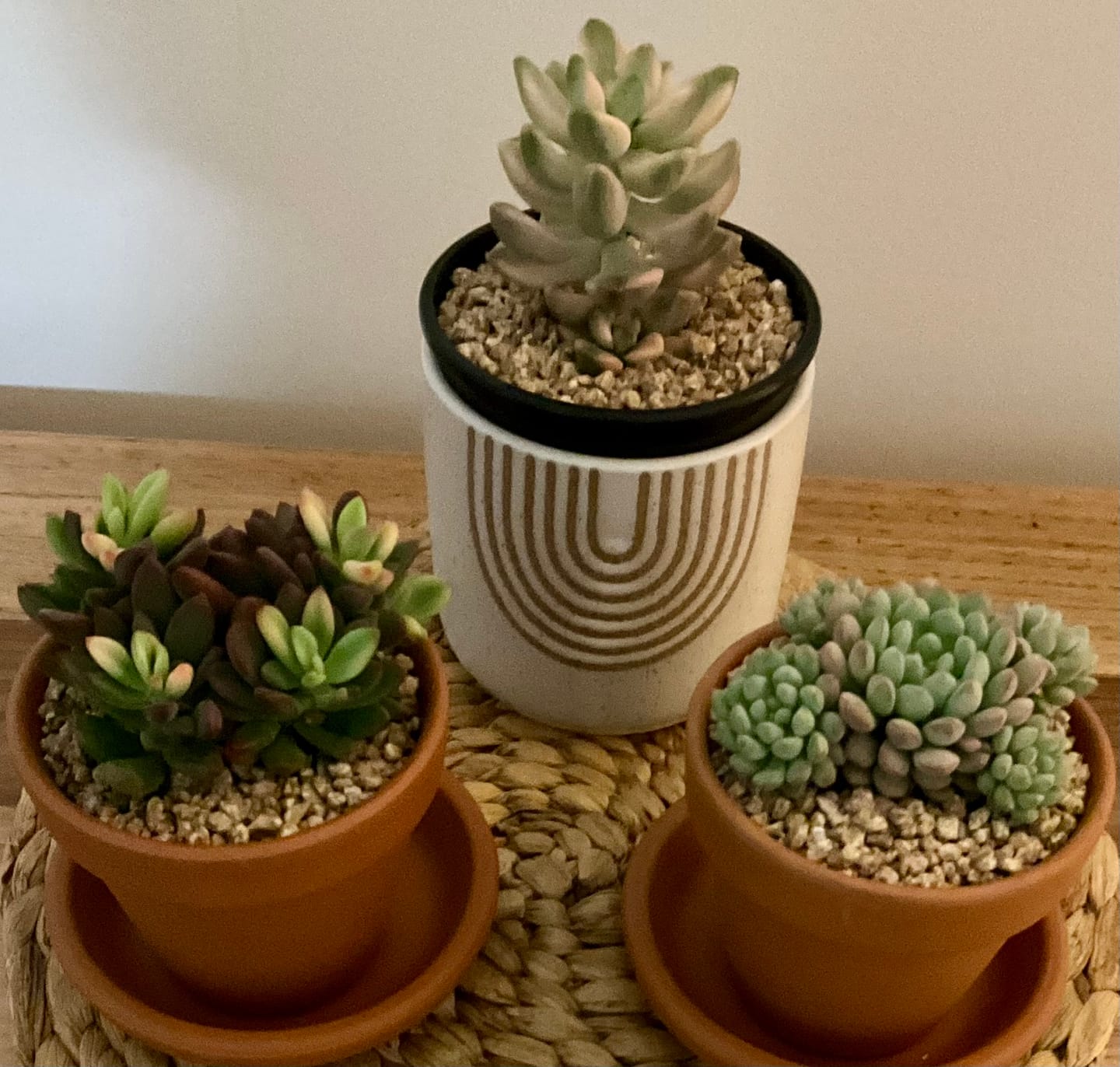 Customer photo review of Echeveria manaudes variegated