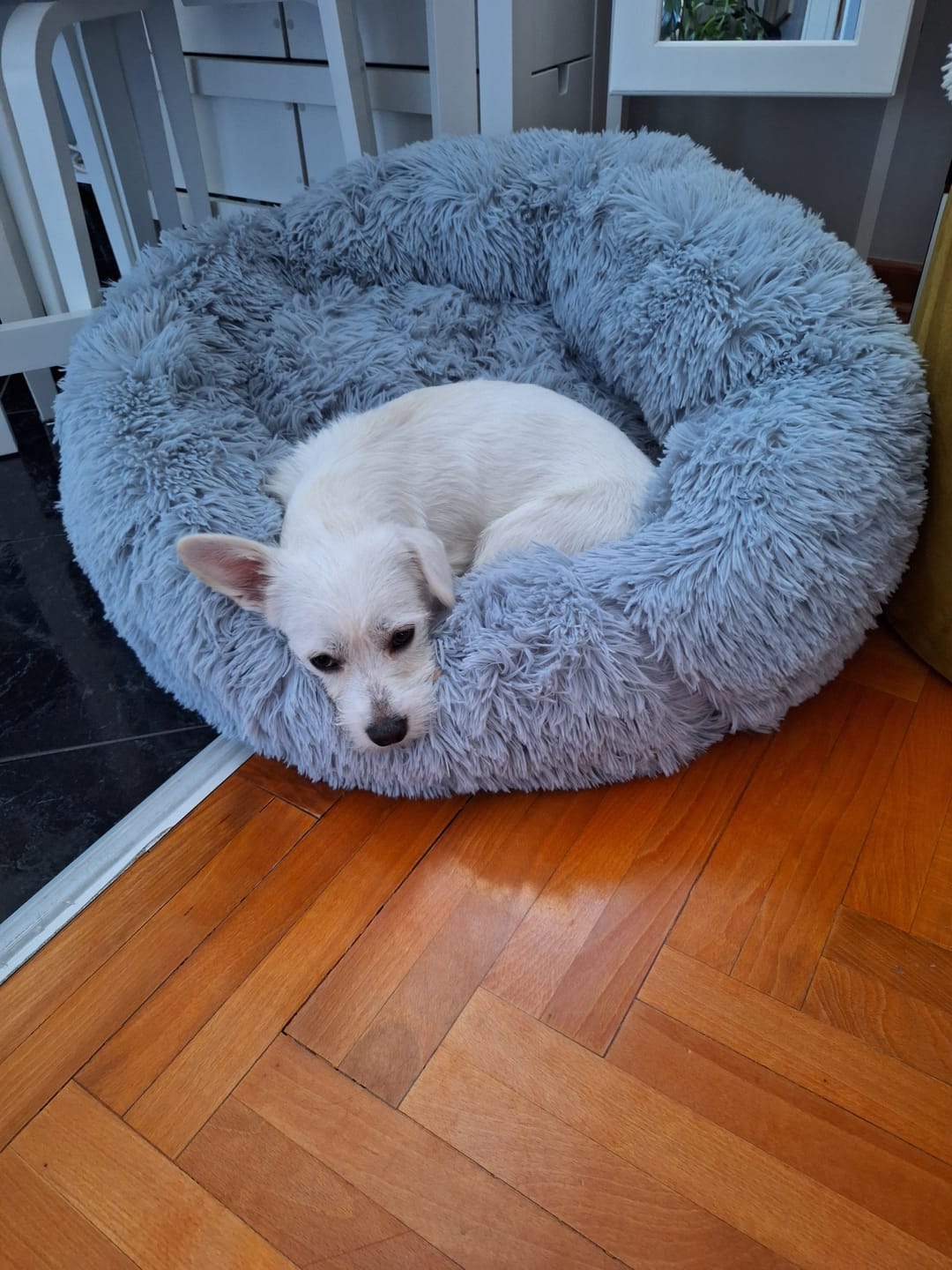 Customer photo review of Umirujući Krevet za Pse