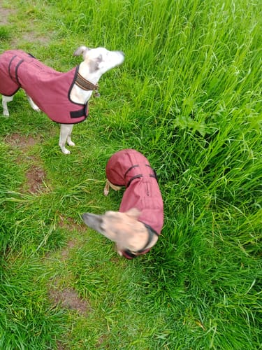 Customer photo review of Regna - Lightweight Summer Sighthound Coat with Harness Hole Zip