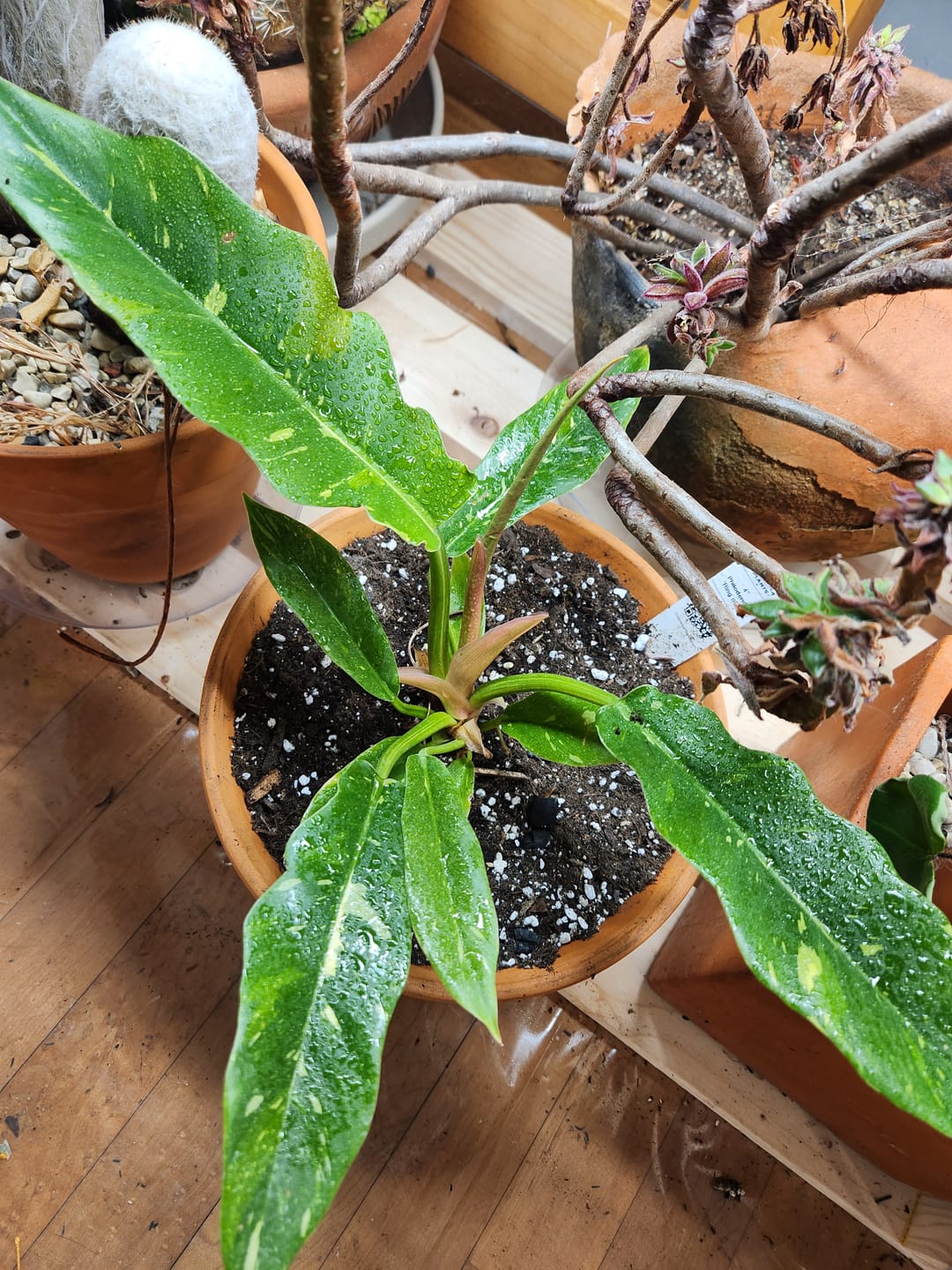 Customer photo review of Philodendron ‘Ring of Fire’