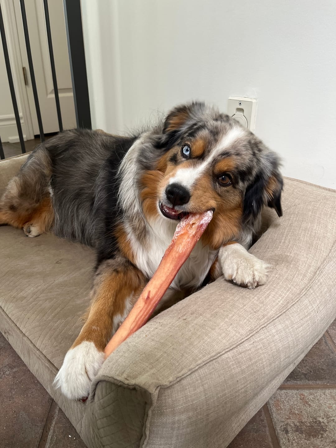 Customer photo review of 12 Inch Mega Monster Bully Stick (LIMITED)