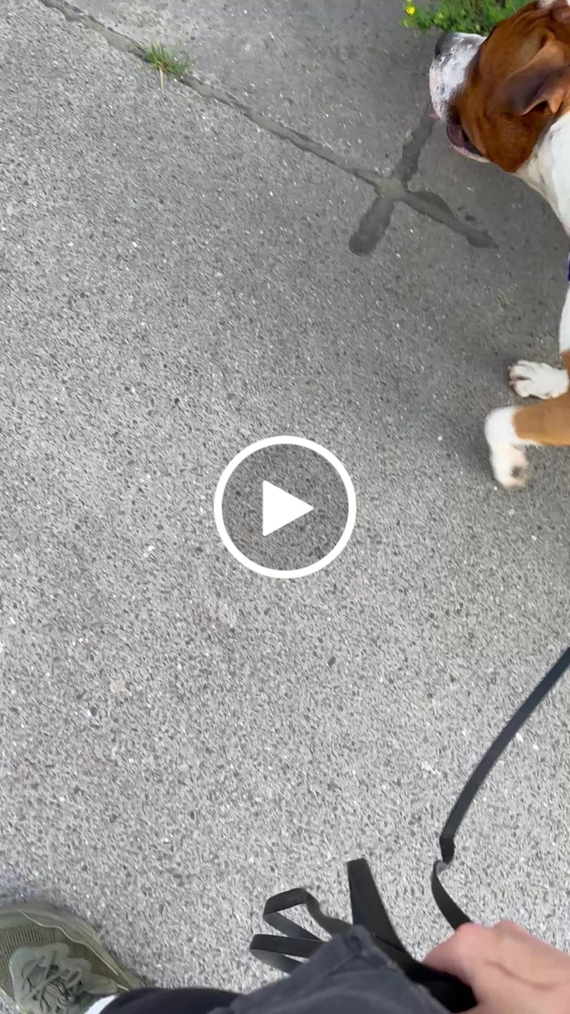 Customer video review of Air Mesh Harness - Anti-Pull, With Handle, Non Restrictive & Adjustable - Purple
