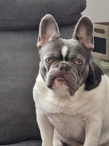 Customer photo review of Baume "Peau de pêche" pour chiens - Zone sensibles - 100% naturel