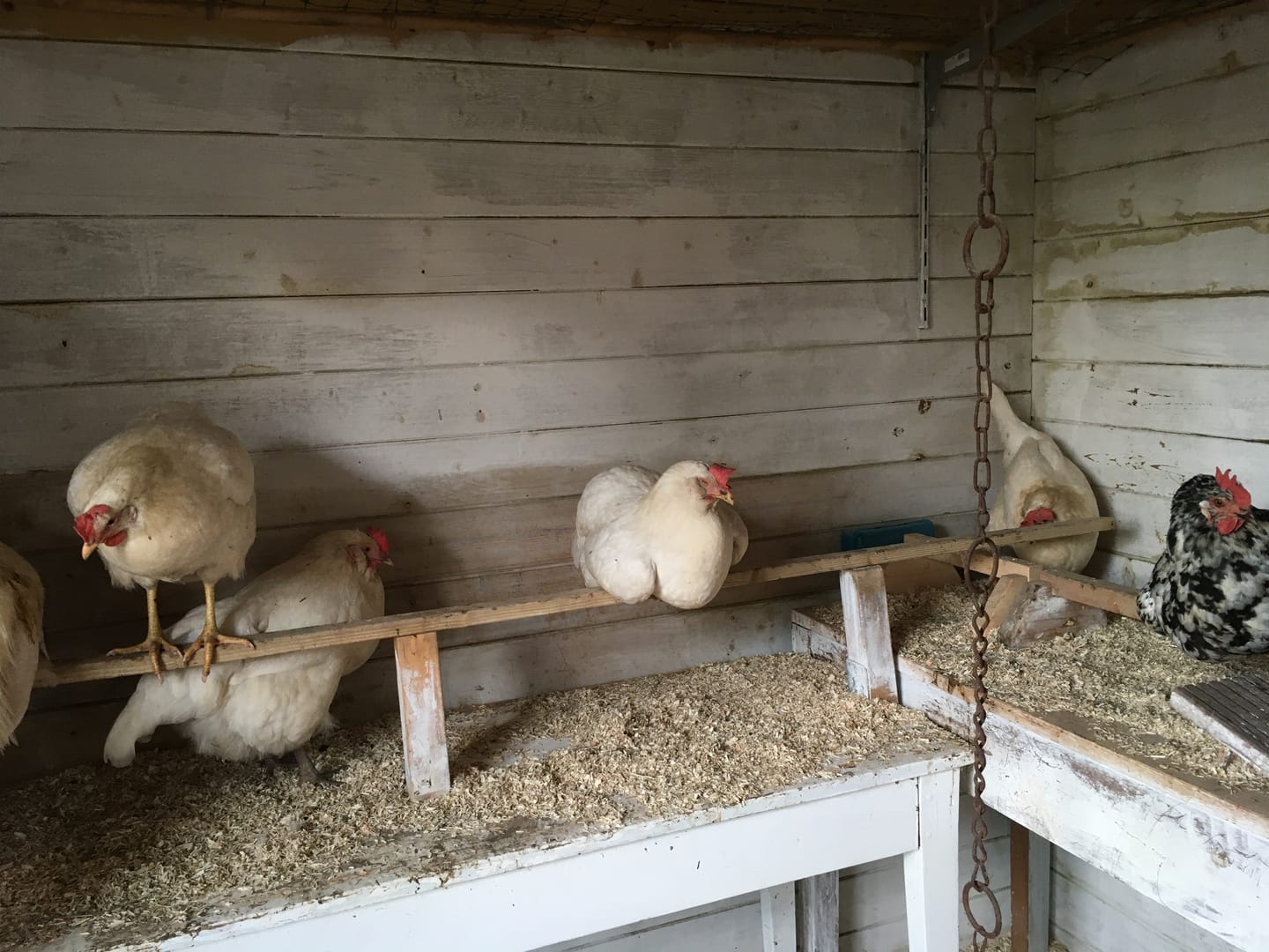 Customer photo review of WurmCheck – Kotprobe für Hühner I Kotuntersuchung für zu Hause