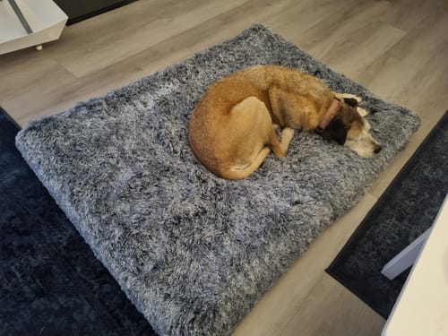 Customer photo review of PaWz Premium SuperMat Calming Bed