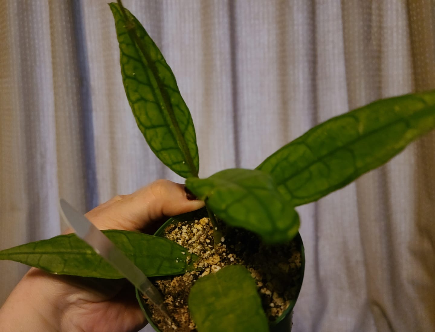 Customer photo review of Hoya UT-073