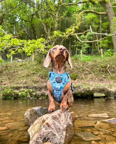 Customer photo review of Tough Trails™ Harness Lucky Dip