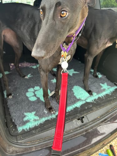 Customer photo review of DryDogs 6-in-1 Multifunction Dog Lead with Bungee