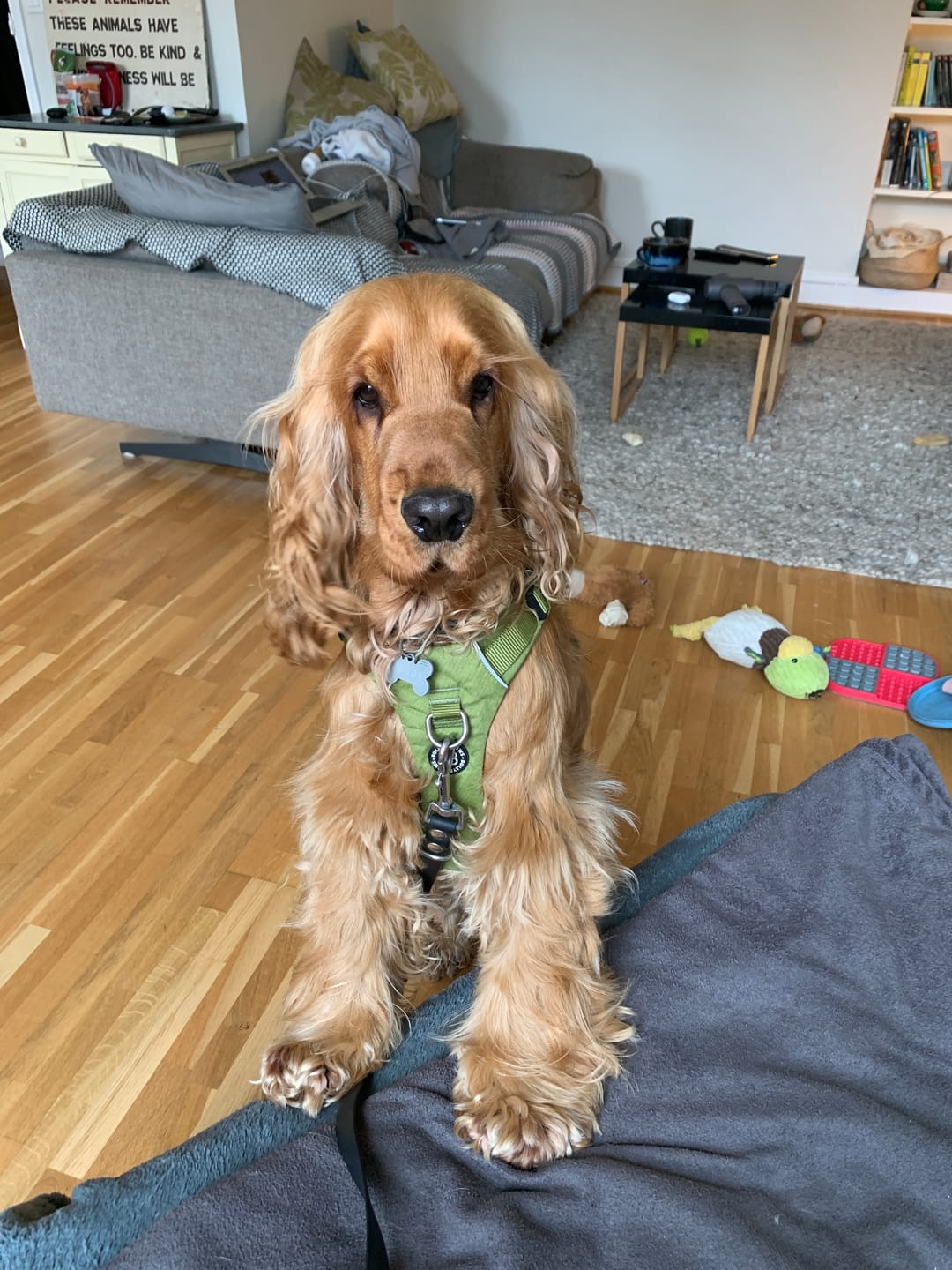 Customer photo review of Air Mesh Harness - Anti-Pull, With Handle, Non Restrictive & Adjustable - Olive Green