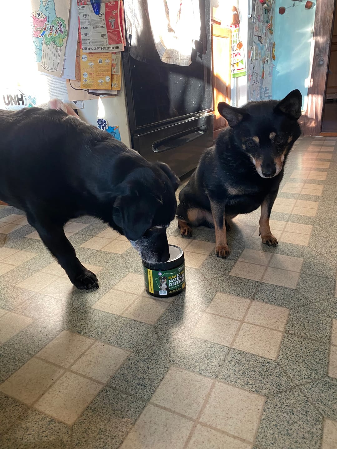Customer photo review of GCP Flea & Tick Natural Defense for Dogs - 100 Soft Chews