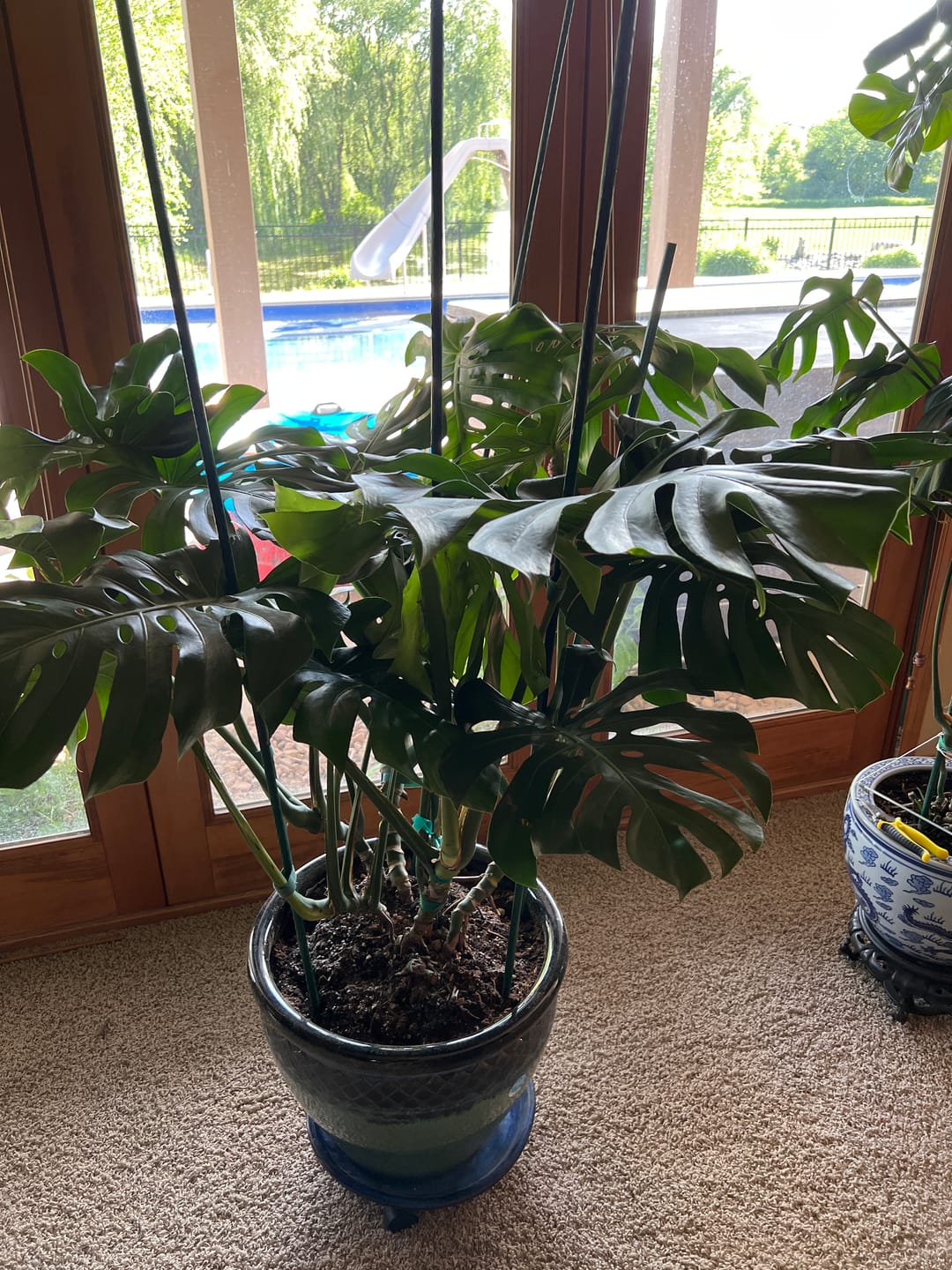 Customer photo review of Monstera Deliciosa, Swiss Cheese