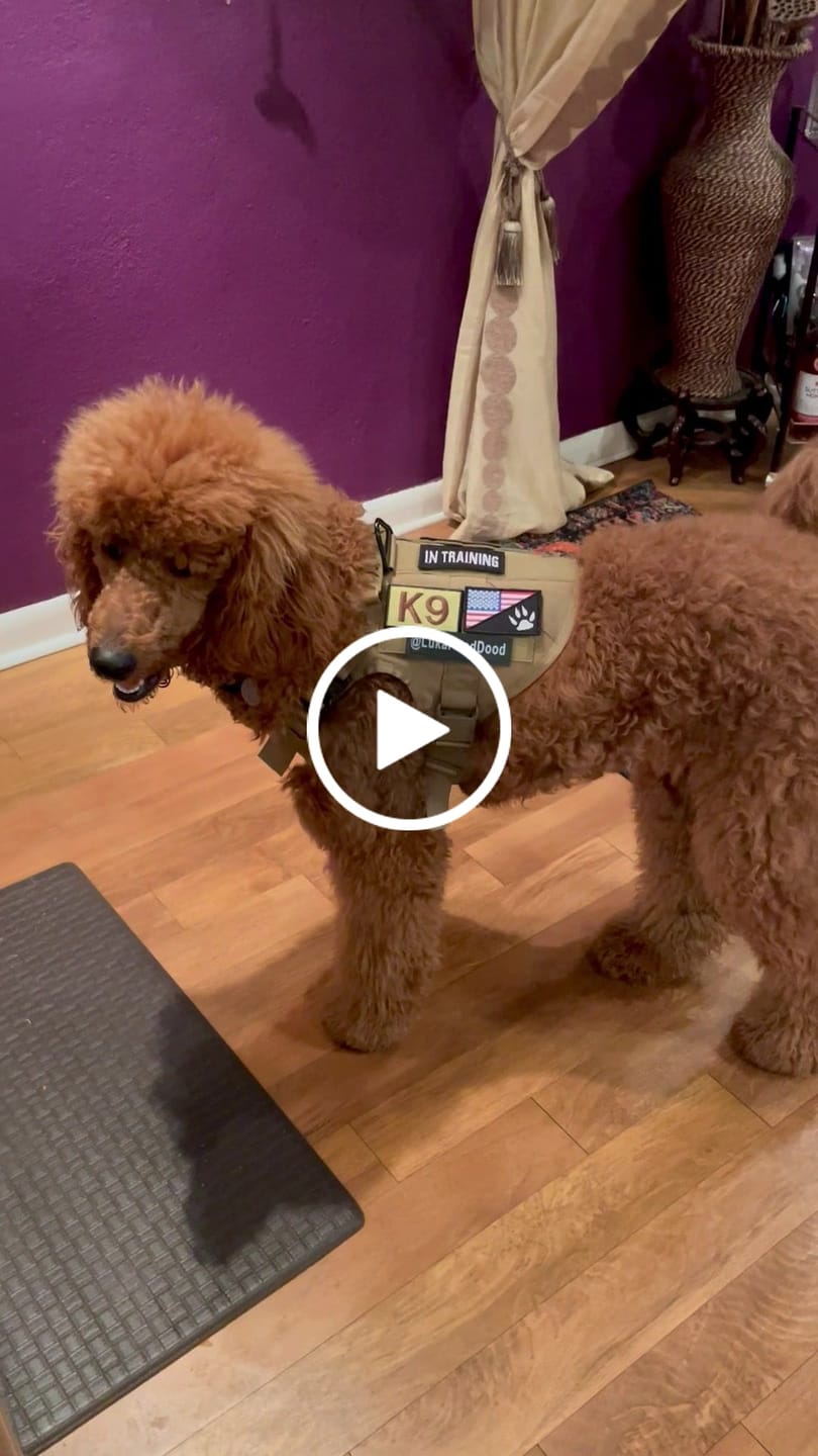 Customer video review of Hook & Loop Patch For Harness