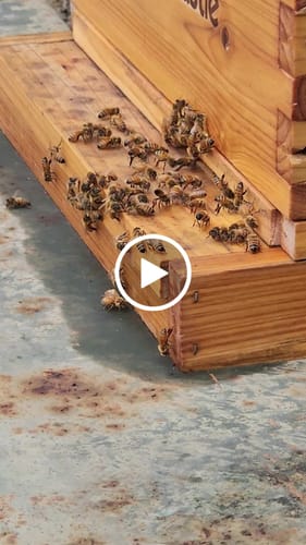 Customer video review of BeeCastle Hives 10 Frame 3 Layer Screened Bottom Board Wax Coat Cedar Wood Beehive Kit with 2 Deep Box,1 Super Box,Pine Wooden Frame and Beeswax Plastic Foundation for Beekeeping