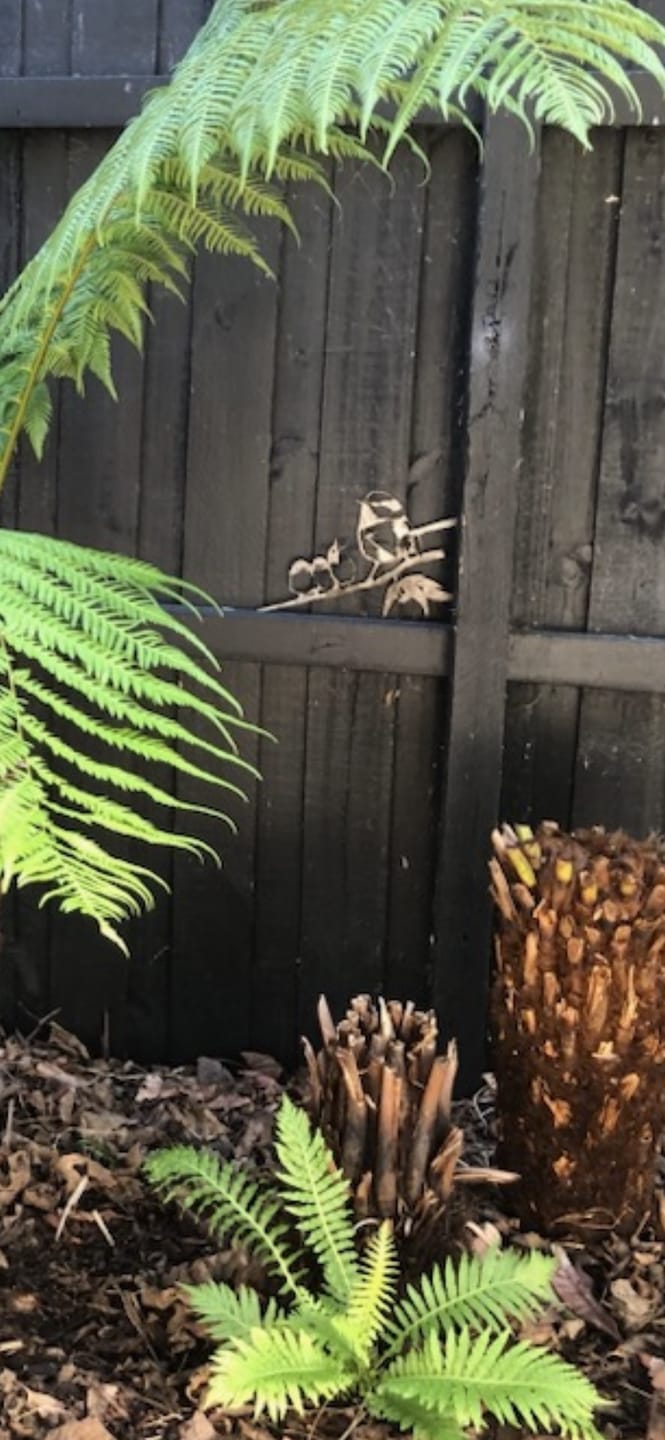 Customer photo review of Blue Wren and Chicks