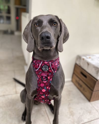 Customer photo review of Tough Trails™ Harness - Mable's Meadow