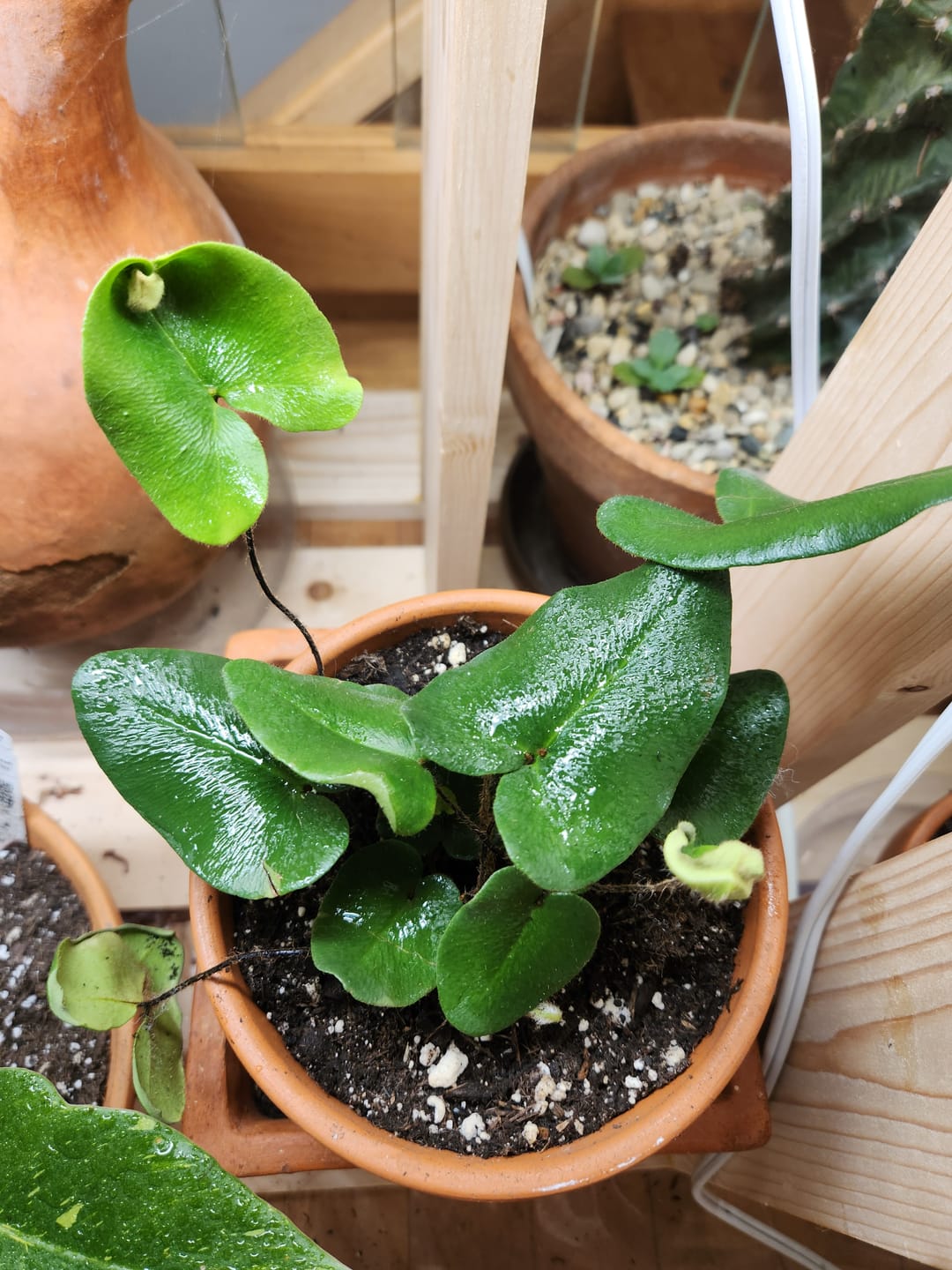 Customer photo review of Fern Hemionitis arifolia "Heart"