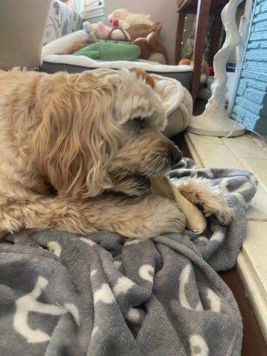 Customer photo review of Cow Ears For Dogs