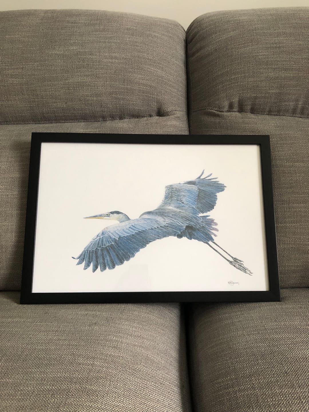 Customer photo review of Great Blue Heron - illustration